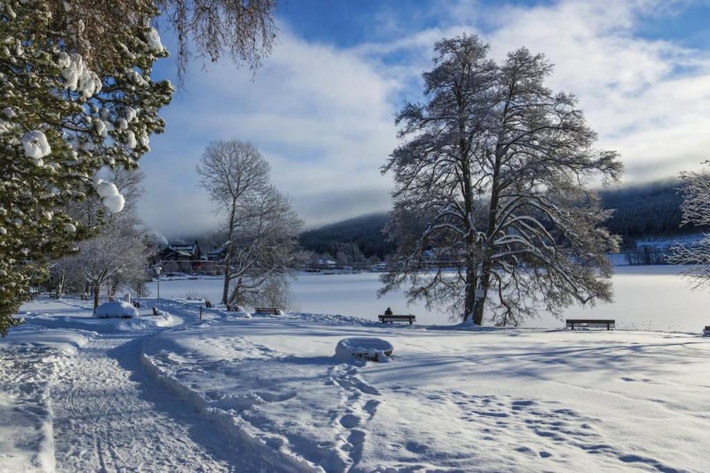 Sieben Tannen Titisee + Hochschwarzwald Card Lägenhet Exteriör bild